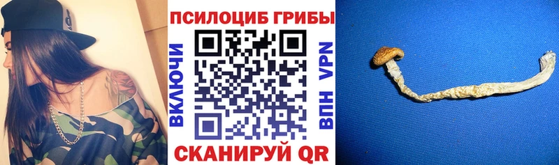 blacksprut ССЫЛКА  Камызяк  Псилоцибиновые грибы мицелий 